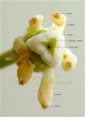  Stamens and Stigma